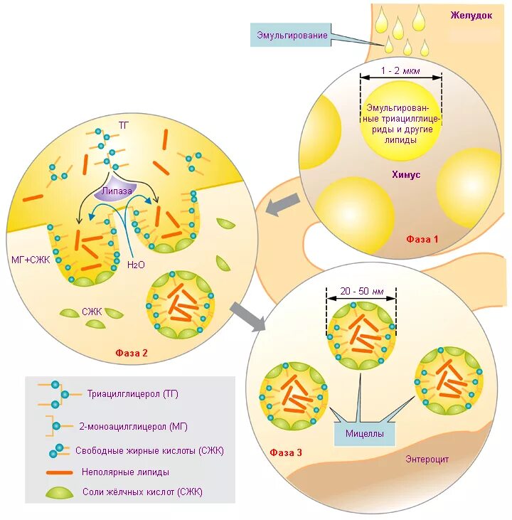 Ферменты эмульгирующий жиры. Схема эмульгирования липидов. Механизм эмульгирования жиров. Механизм эмульгирования жиров желчью. Желчные кислоты эмульгируют жиры.