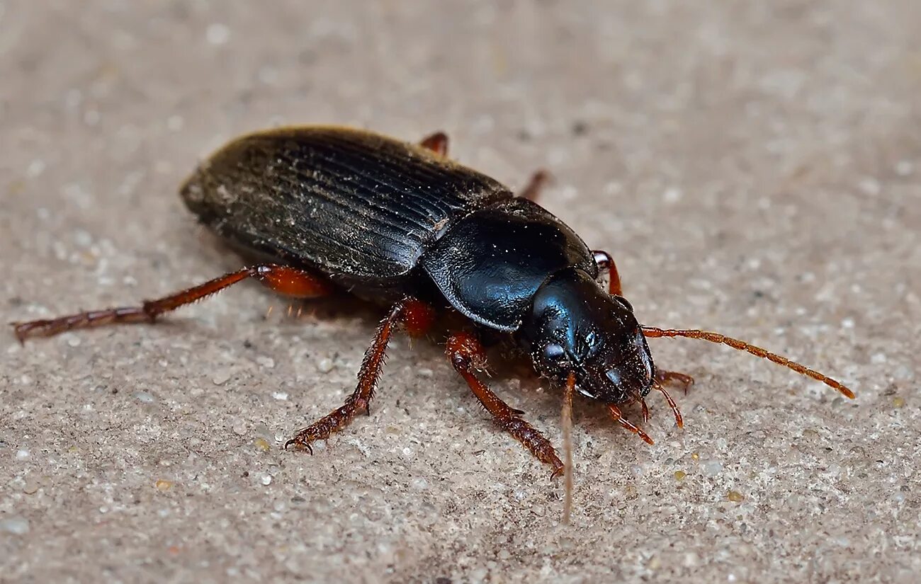 Жуки похожие на черных тараканов. Harpalus rufipes Жук. Волосистая жужелица Harpalus rufipes. Жужелица короед. Жук Прусак черный.