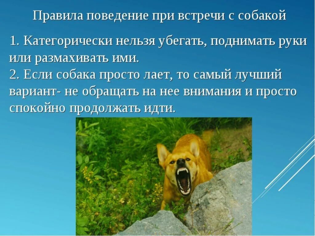 Безопасность при работе с животными