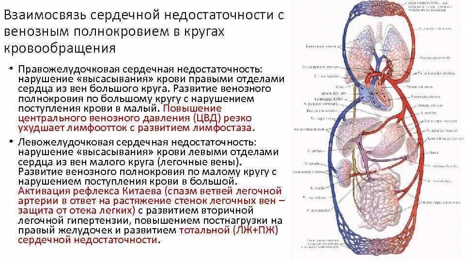 Сниженное кровообращение. Недостаточность малого круга кровообращения симптомы. Признаки недостаточности малого круга кровообращения. ХСН правожелудочковая недостаточность. Сердечная недостаточность застой малого круга кровообращения.