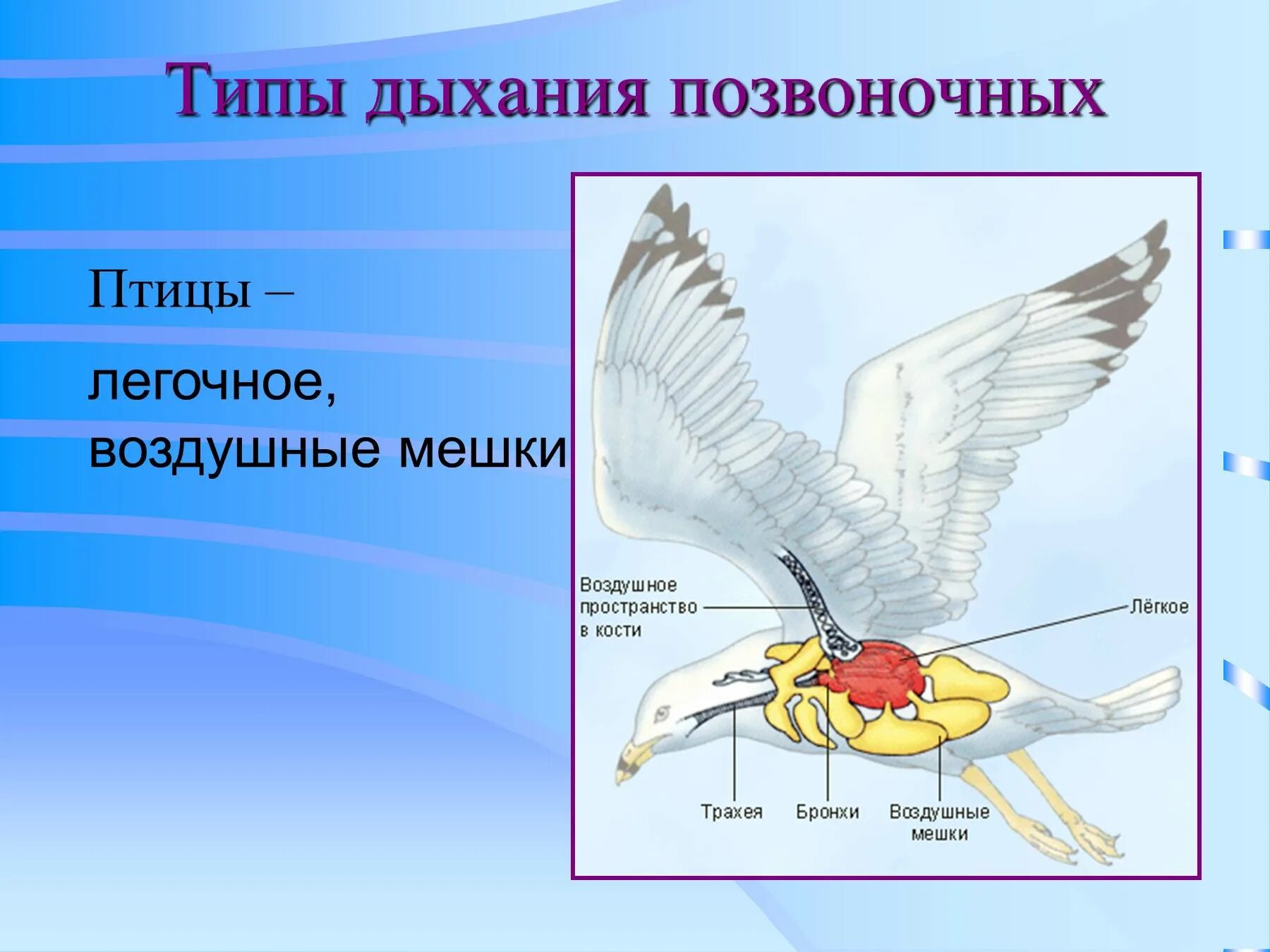 Какую функцию выполняют воздушные мешки. Воздушные мешки у птиц. Воздушетц мешки у птиц. Птицы легочного типа дыхания. Дыхательная система птиц.