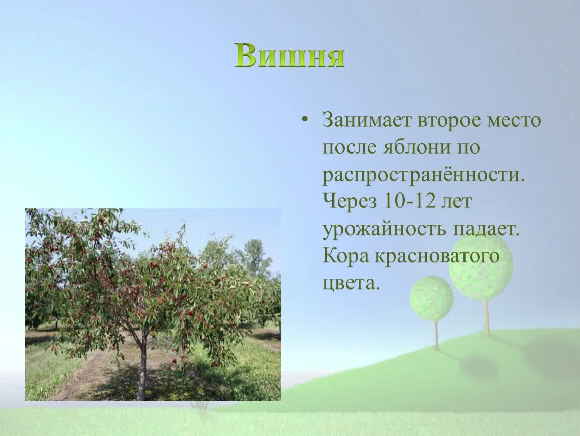 Какую среду обитания освоила яблоня впр. Загадка про вишню. Загадка про дерево вишня. Сообщение о Вишневом дереве. Дерево вишня описание.