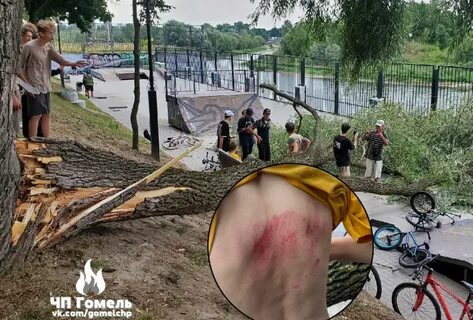 Дерево гомель