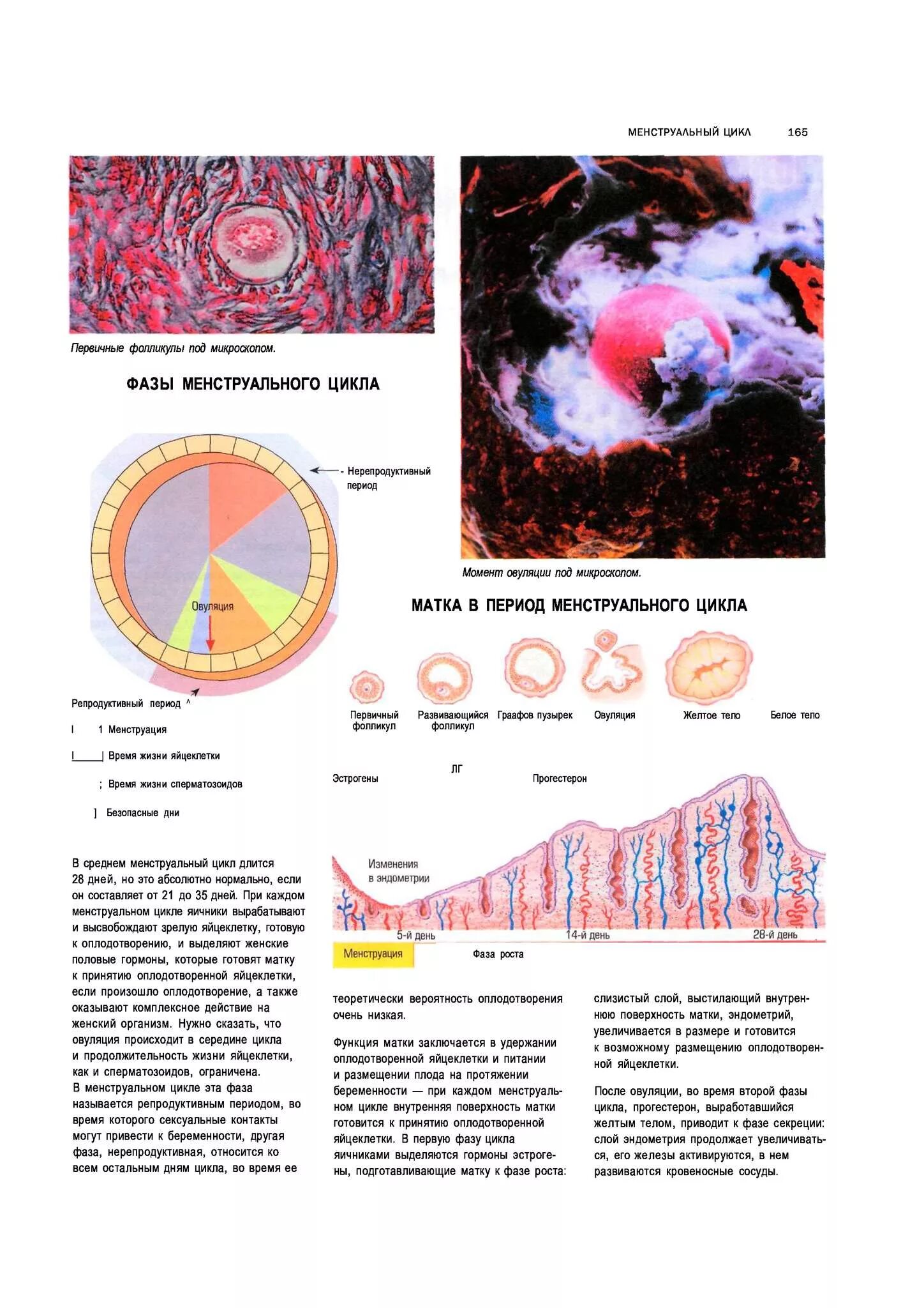 Вторая фаза менструационного. Фазы менструационного цикла анатомия. Менструальный цикл и его фазы. Фазы менструационного цикла схема. Две фазы менструального цикла.