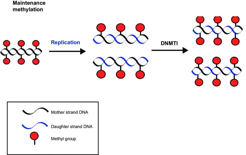 Replicate forf face to many. Cpg мотив это. Cpg methylation. Cpg мотивы ДНК. Cpg олигодезоксинуклеотиды (одн).