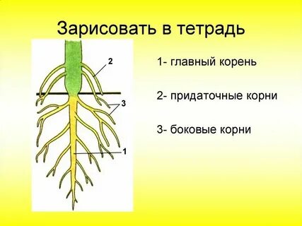 Осинка корень