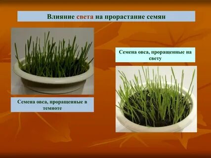Какие условия необходимы для растения семян