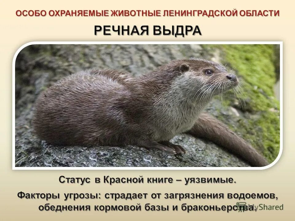 животные занесенные в красную книгу санкт петербурга. животные и растения из красной книги ленинградской области. животные из красной книги ленинградской области список. животные которые занесены в красную книгу ленинградской области. животные которые занесены в красную книгу ленинградской области.