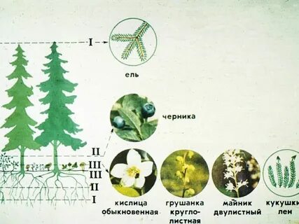 Типы травы
