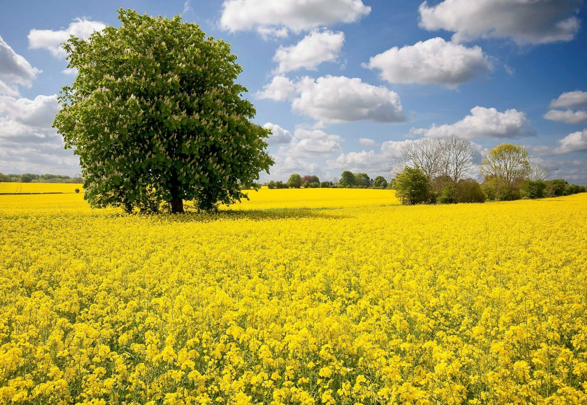 Поле весной картинки. Украина поле рапса. Рапсовое поле в Мордовии. Фото рапсовое поле Украина. Поле с желтыми цветами.