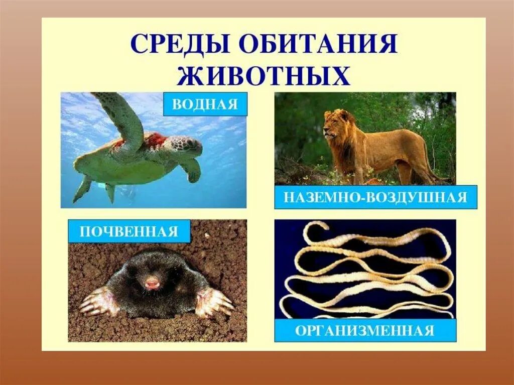 Сообщение о представителе среды обитания. Среды обитания животных. среда. обитатели разных сред обитания. обитатели организменной среды.