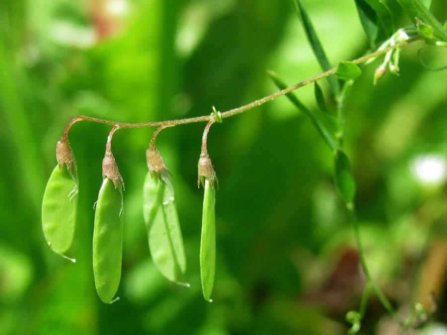 Горошек четырехсемянный. Горошек четырехсемянный семена. Vicia tetrasperma (l.). Вика мохнатая плод.