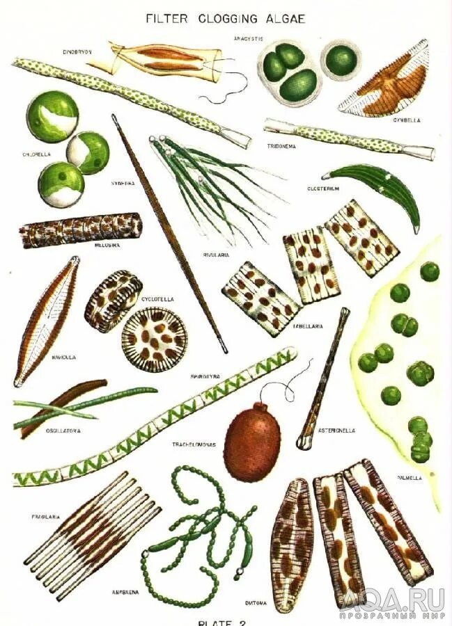 Клостерия водоросль. Водоросли Navicula, Cymbella, Melosira. Динобрион водоросль. Клостериум рисунок.