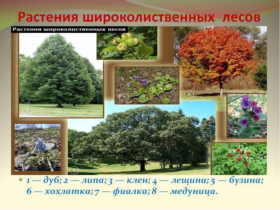 Широколиственные леса приспособление растений. Широколиственный лес лес природная зона. Растения зоны смешанных и широколиственных. Зона широколиственных лесов растения. Растения смешанных и широколиственных лесов.