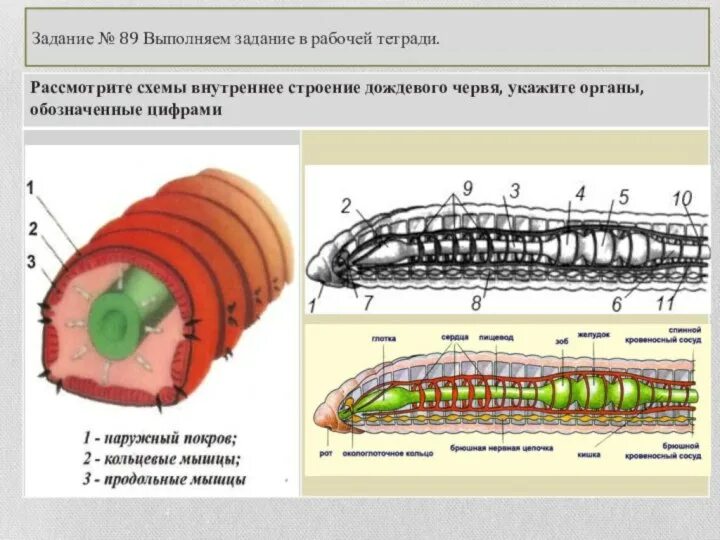 Крокодил спинной мозг дождевой червь. Кольчатые черви строение 7 класс. Внутреннее строение кольчатых червей 7 класс. Тип кольчатые черви дождевой червь. Строение кольчатых червей 7.