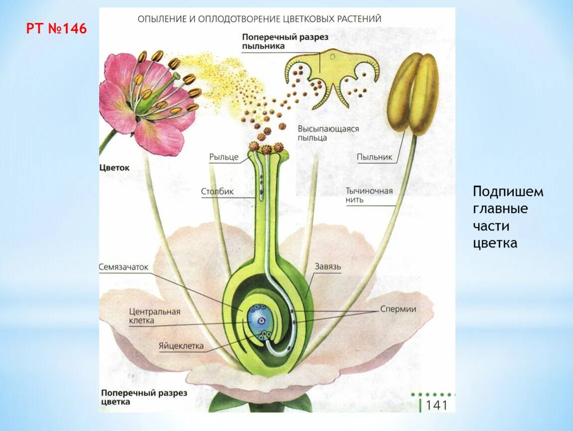 Спермия цветка. Рис 89 оплодотворение у цветковых растений. Схема двойного оплодотворения у покрытосеменных растений. Двойное оплодотворение у цветковых растений схема 10 класс. Схема двойного оплодотворения у цветковых растений 6.