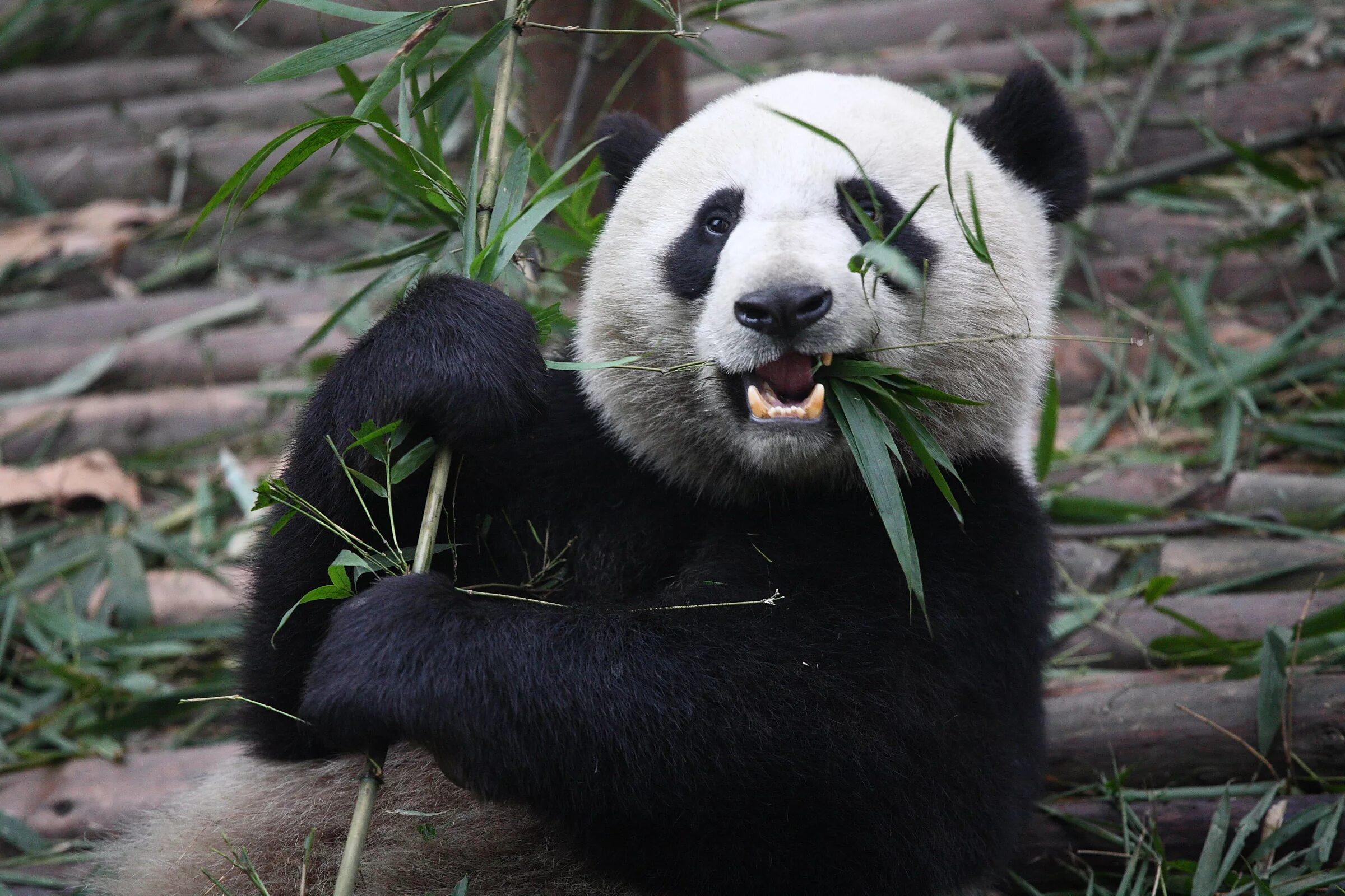 Pandas endangered