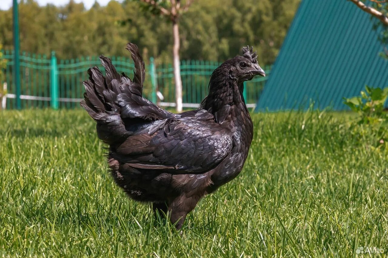 ухейилюй куры описание. аям цемани. ухейилюй. ухейилюй. ухейилюй куры яйца.