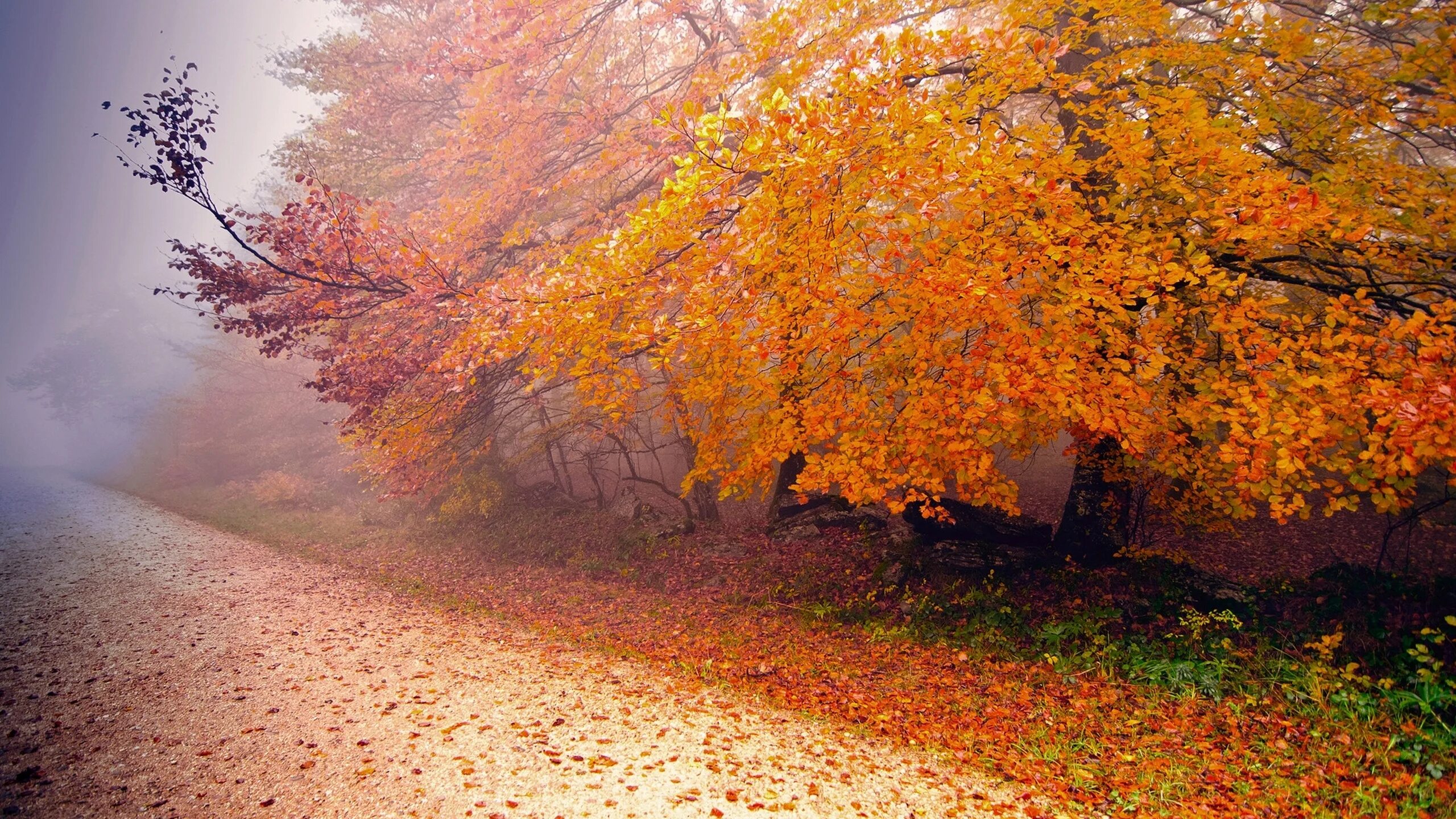 Осень. Октябрь природа. Поздняя осень. Осенний пейзаж.