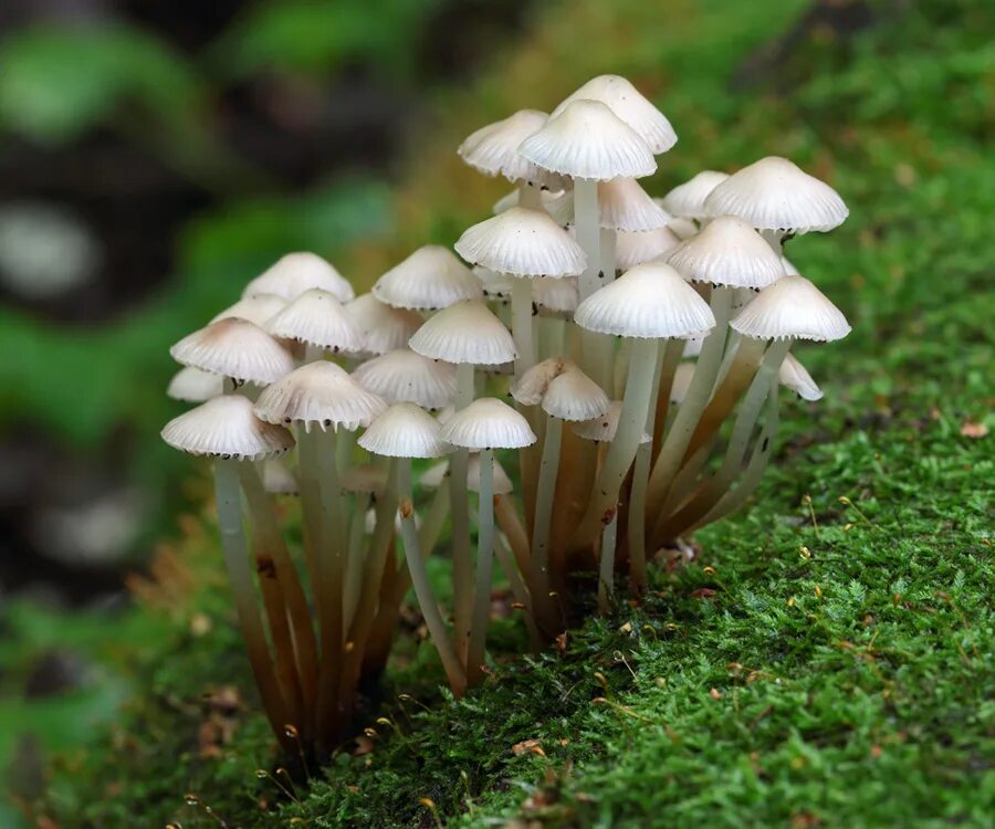 Cortinarius hemitrichus. Опёнок агариковые. Шампиньон плоскошляпковый. Филлотопсис гнездовидный гриб. Агариковые грибы.