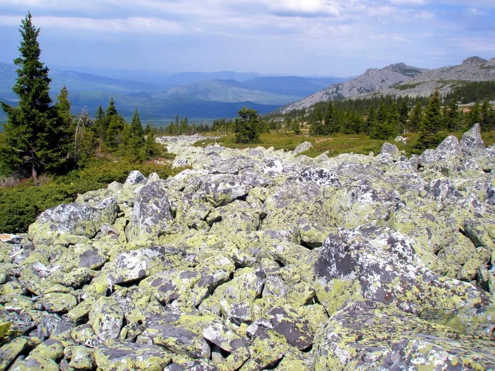 Курумник шерегеш. Курумник что это. Уральские горы курумы. Курумник алтай. Курумы урала каменные реки.