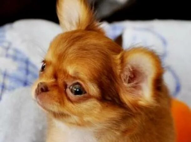 Чихуахуа мини 2х. Мики песчерный чихуахуа. Чихуахуа калуга. Чихуахуа калуга. Чихуахуа мини 1 месяц.