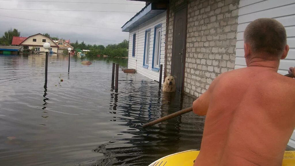 Кинешь вернется. Собака дружок наводнение 2013. Собака дружок Благовещенск. Наводнение на Амуре 2013. Наводнение на Амуре в 2013 году.
