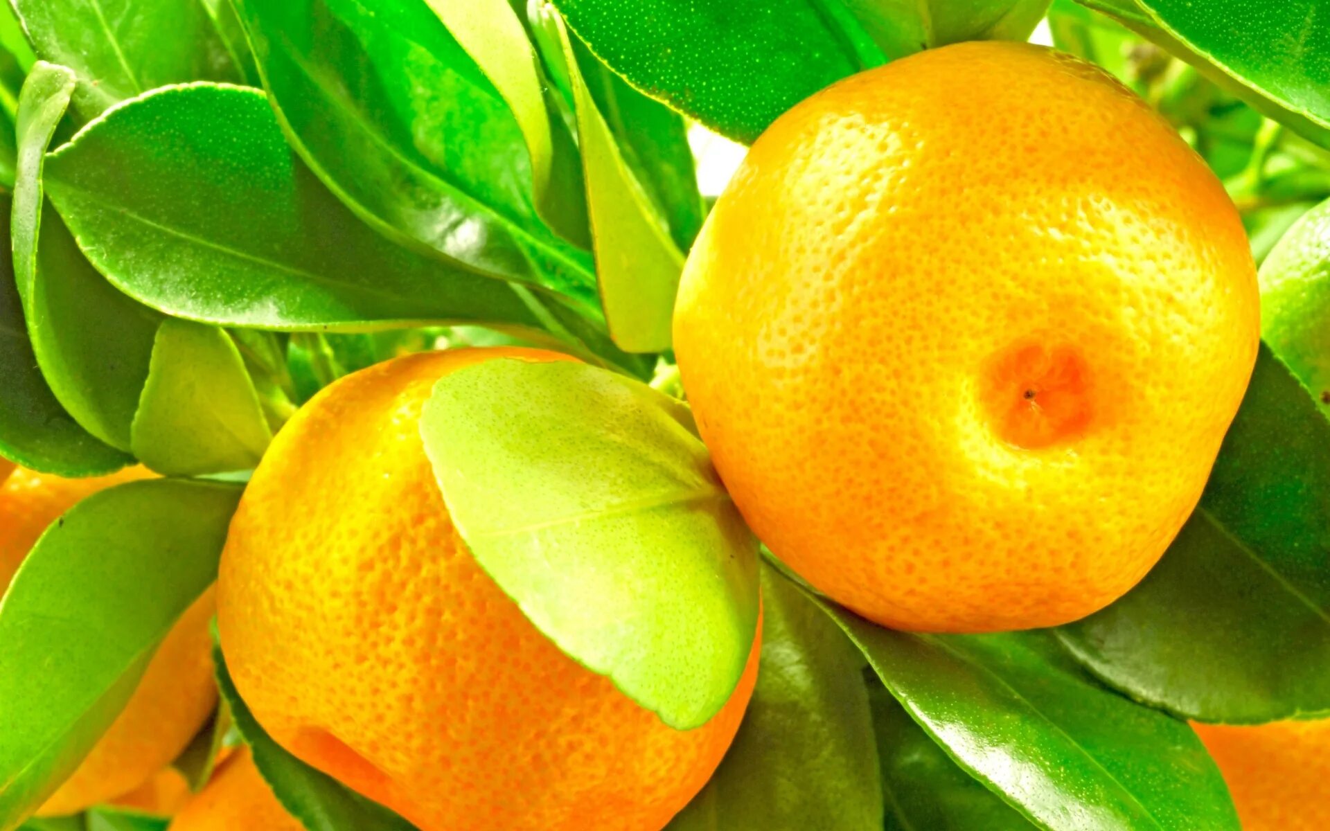 Цитрус мандарин +апельсин. Мандарин померанец. Цитрус мандарин ретикулата. Цитрус каламондин верагатум.