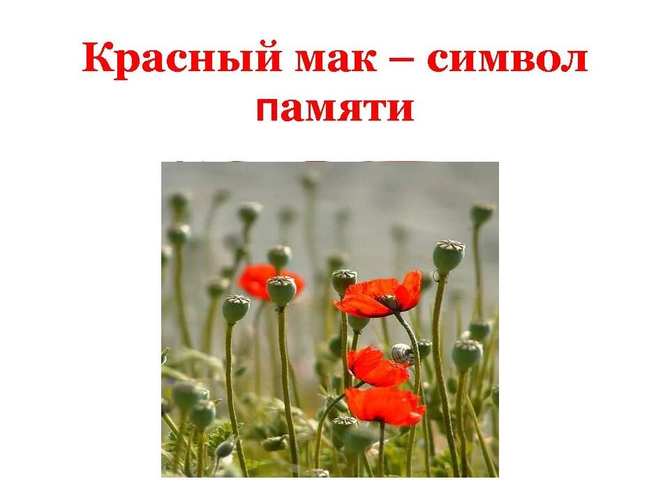 Тетя оля из рассказа живое пламя. Живое пламя Носова. Живое пламя Носов маки. Носов е. "живое пламя". Живое пламя.