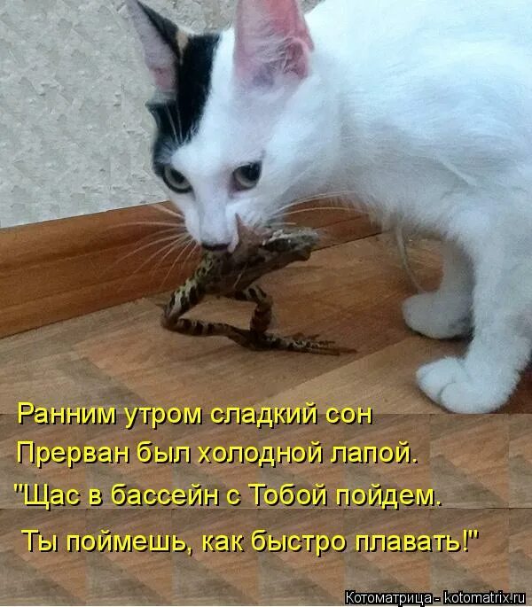 Если друг оказался вдруг.... И вам не хворать. И вам не хворать картинки. Котоматрица рано утром.