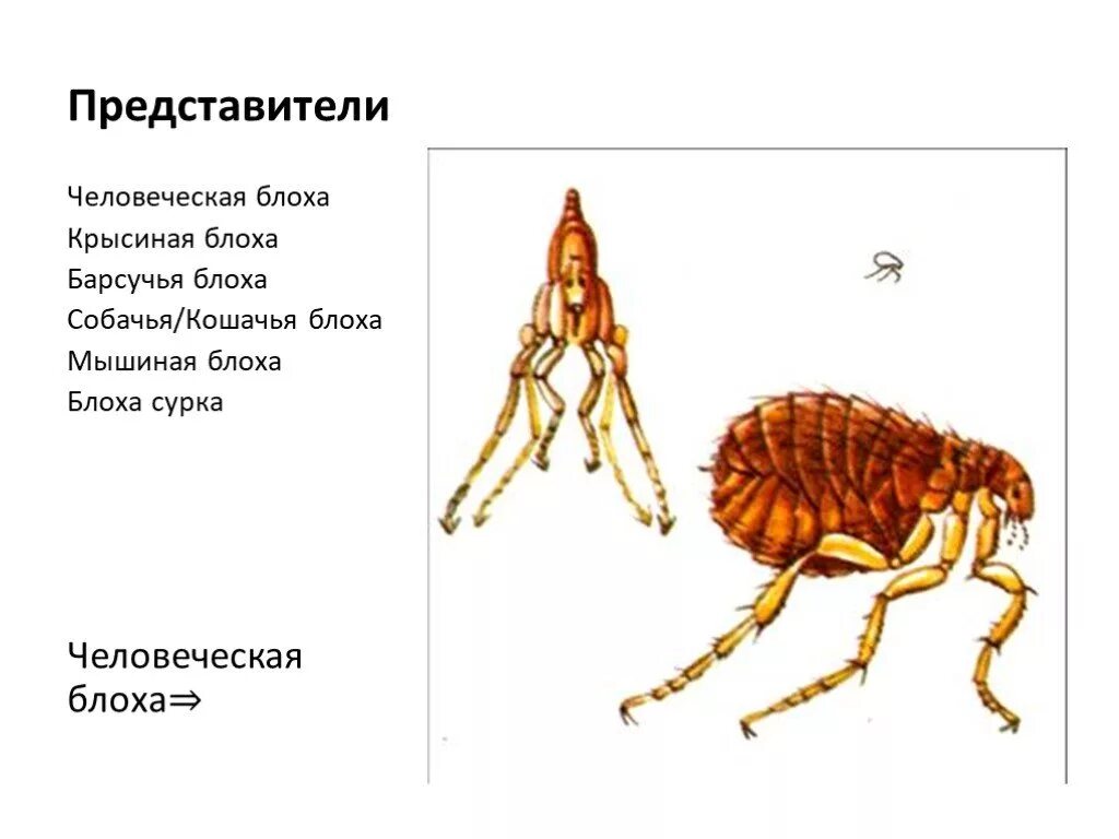 Какой тип метаморфоза характерен для человеческой блохи. Представители блох 7 класс биология. Блоха Тип класс отряд. Характеристика отряда блохи. Отряд блохи Тип развития.