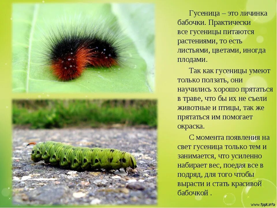 Гусеница определение. Гусеница описание. факты о гусеницах. ядовитые гусеницы. доклад про гусеницу.