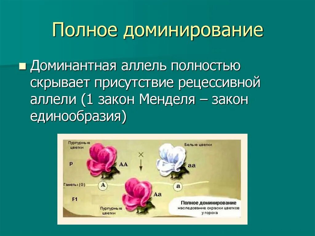Полное доминирование это. Взаимодействие аллельных генов полное доминирование примеры. Полное доминирование генетика. Доминантный рецессивный и аллельный ген. Полное и неполное доминирование примеры.