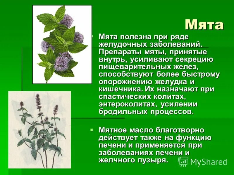 мята перечная описание растения. лекарственные растения кратко. лекарственные растения кратко. чабрец полевой. зверобой лечебные свойства.