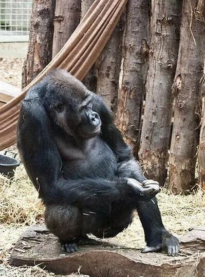 какашки обезьян