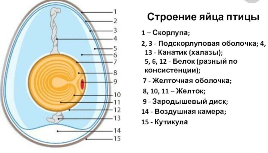 Особенности яйца птиц. Внутреннее строение яйца и функции. Схема внутреннего строения яйца. Канатики халазы строение и функции. Куриное яйцо строение и функции.