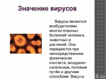 История вирусов биология