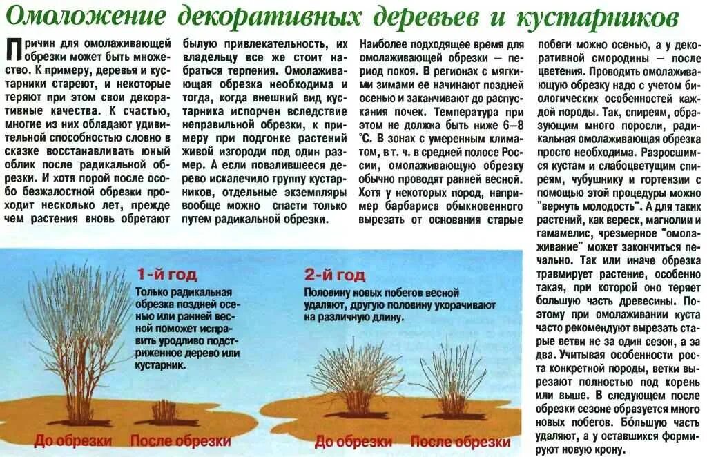 Обрезка при какой температуре. Весенняя обрезка кустарников ранней весной. омолаживающая обрезка кустарников. весенняя подрезка деревьев и кустарников. омолаживающая обрезка декоративных кустарников.