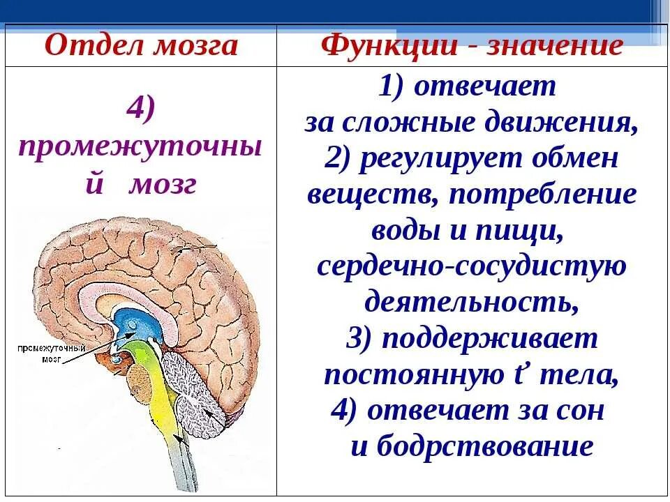 Функцию координации движений выполняет