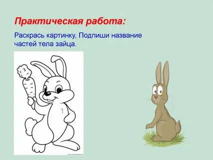 Зайцы тест
