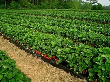 Top planting