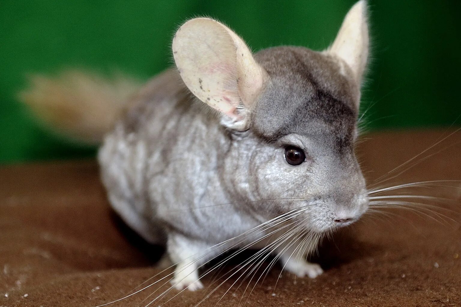 Красивые шиншилла. Короткохвостая шиншилла. Шиншилла lanigera. Шиншилла Chinchilla lanigera. Австралийская короткохвостая шиншилла.