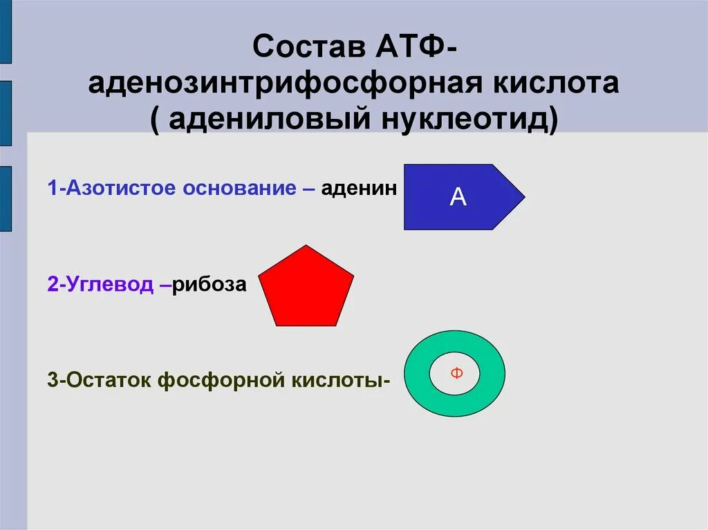 Атф состоит из остатков. Нуклеотид АТФ. Строение нуклеотида. Состав нуклеотида АТФ. Нуклеотид аденозинтрифосфорной кислоты состоит.