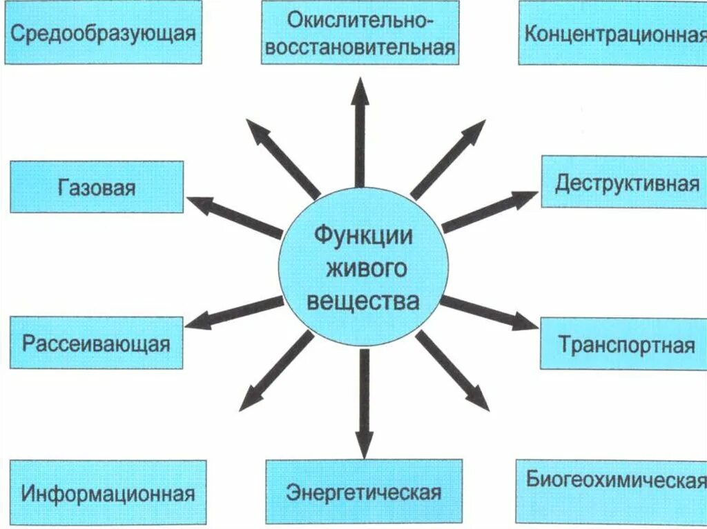 Структура и функция в живых