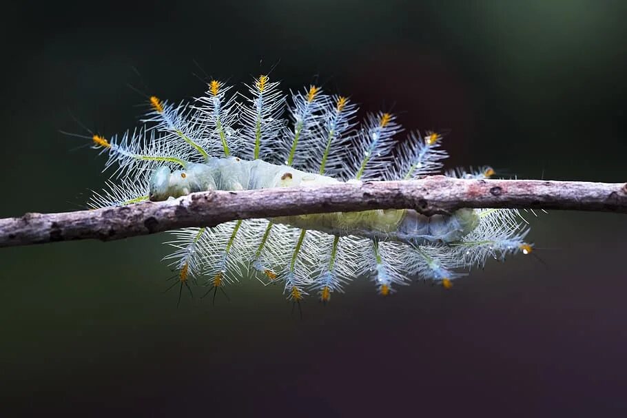 Гусеница ползет. Гусеница веточка. Ползти по ветви. Улитка макросъемка. Лономия гусеница бабочка.