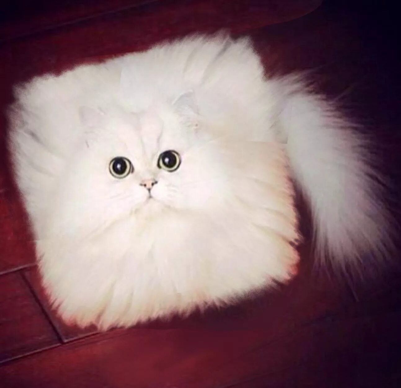 Кот квадратный какая. Квадратный кот. Квадратная кошка. Кошка с квадратной головой. Кот в квадрате.