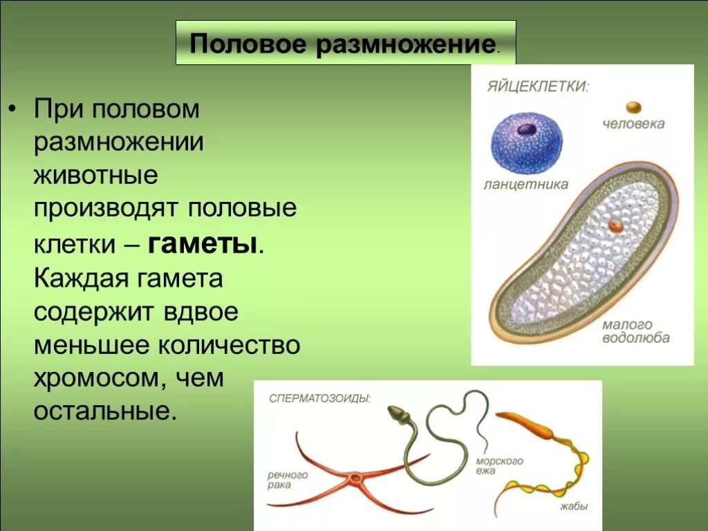 В половом размножении принимают участие. Половое размножение. Половое размножение животных. При половом размножении. Клетки полового размножения.