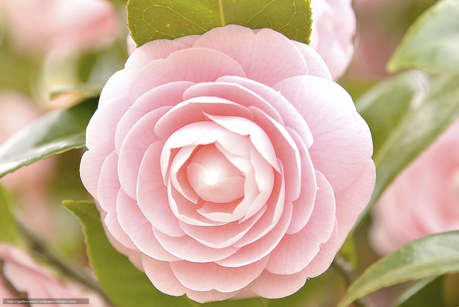 камелия в цвету. камелия в цвету. миддлемист камелия. камелия японская. камелия махровая.