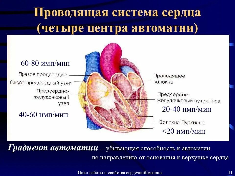 Сердечная строение и функции. Проводящая система сердца. Автоматия сердца.. Степень автоматии различных отделов проводящей системы сердца. Предсердно-желудочковый узел проводящей системы сердца расположен. Строение миокарда, Проводящая система сердца.