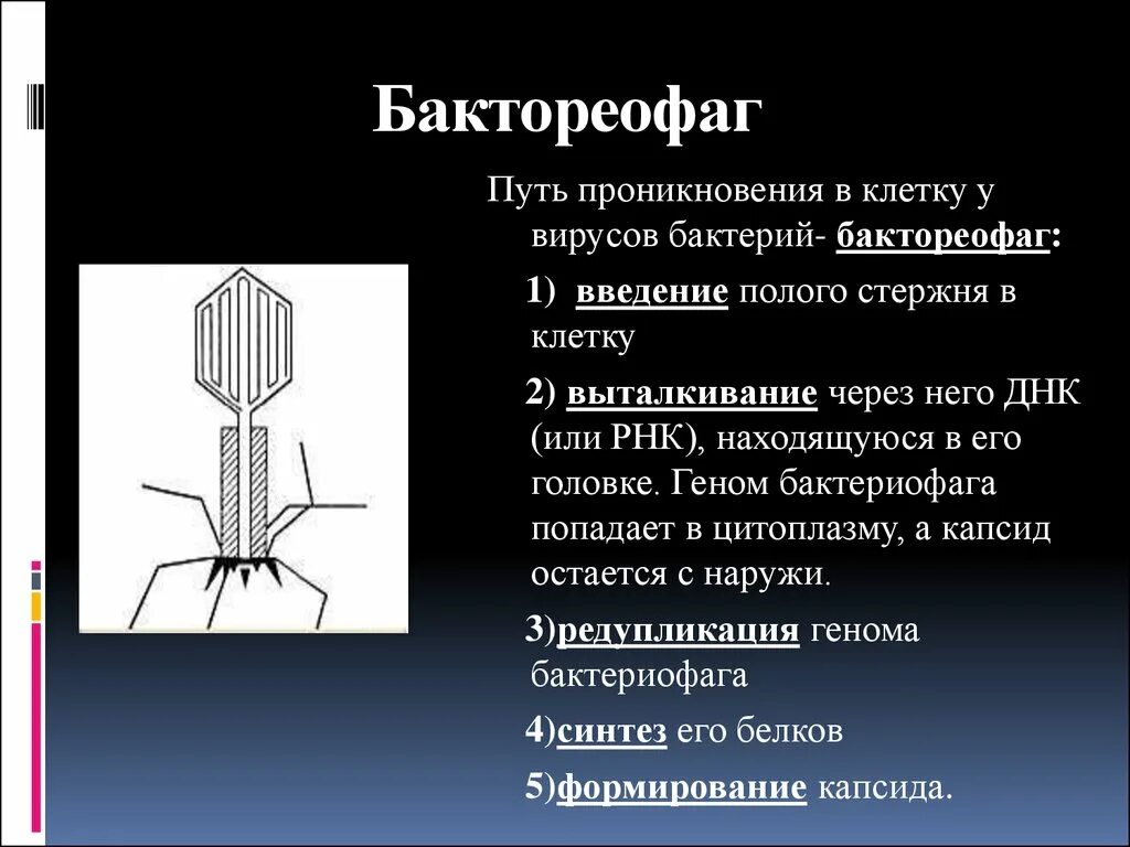 Как проникает в клетку бактериофаг. Как бактериофаги проникают в клетки бактерий. бактериофаг проникает в клетку.